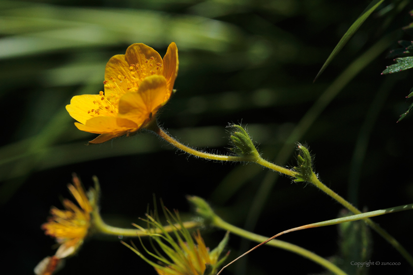 ミヤマダイコンソウ花拡大