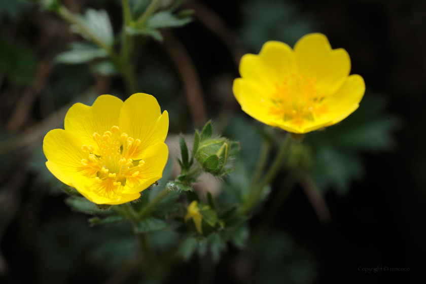 ミヤマキンバイ花拡大