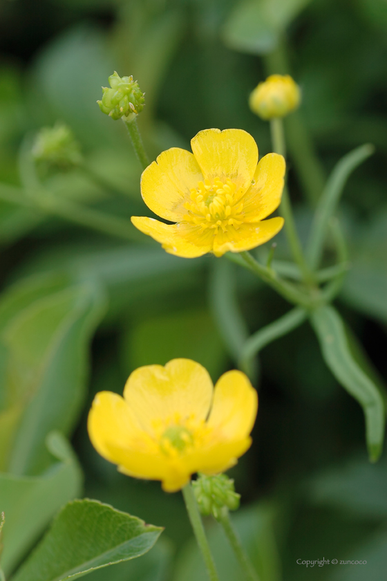 ミヤマキンポウゲ花拡大