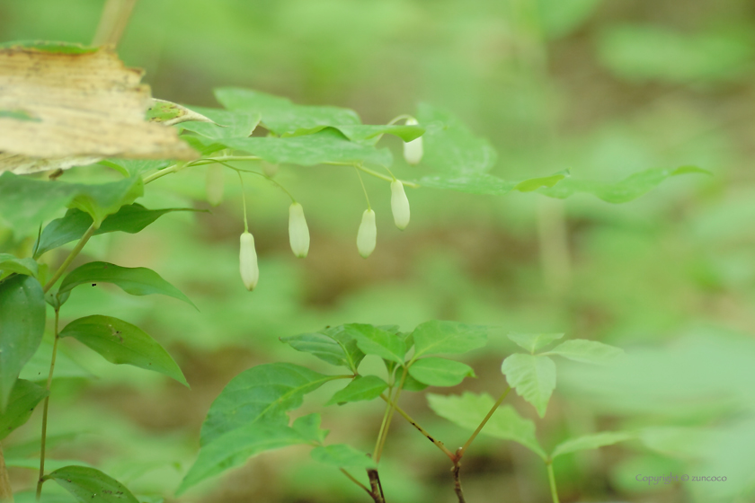 ミヤマナルコユリ蕾