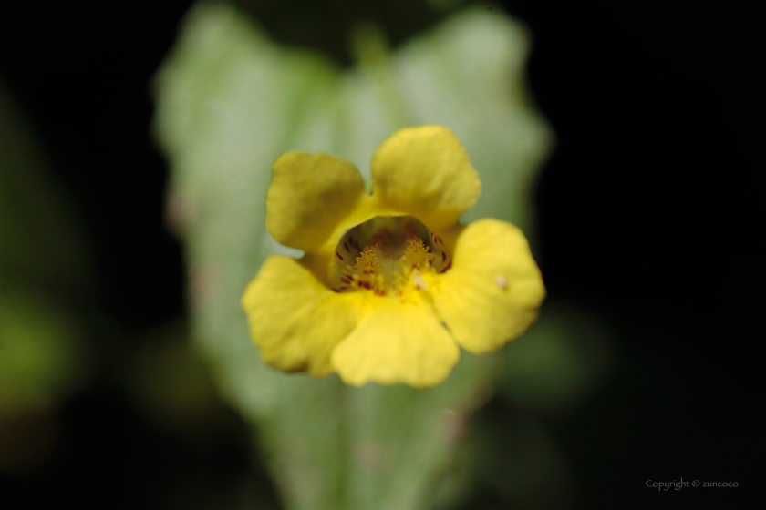 ミゾホオズキ花拡大