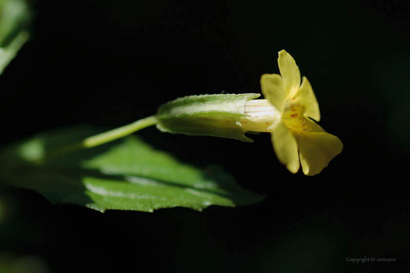 ミゾホオズキ花側面