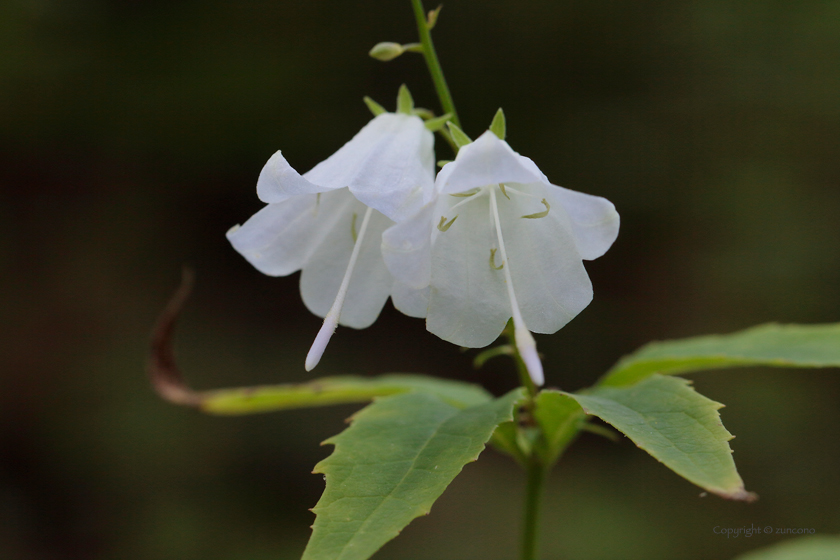 モイワシャジン白花