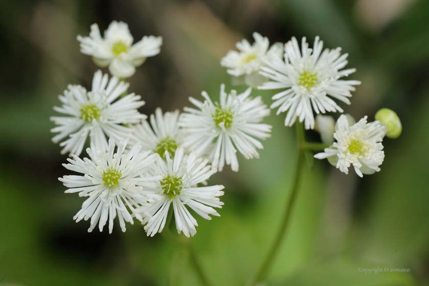 モミジカラマツ花拡大