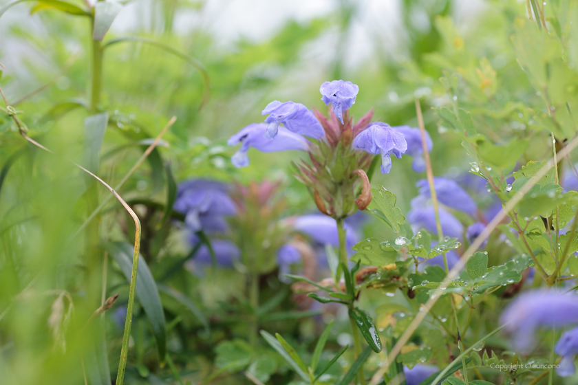 ムシャリンドウ花