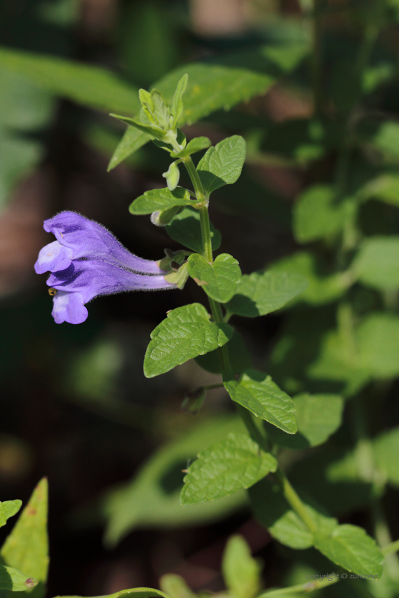 ナミキソウ花