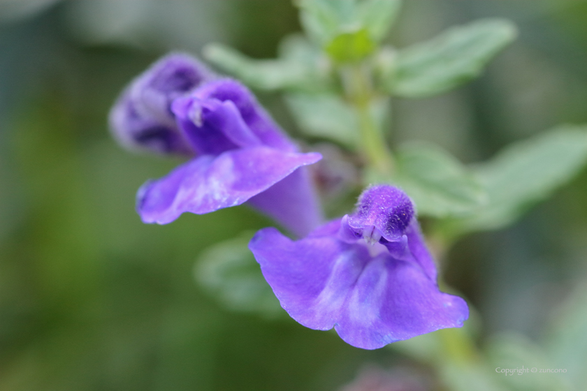 ナミキソウ花