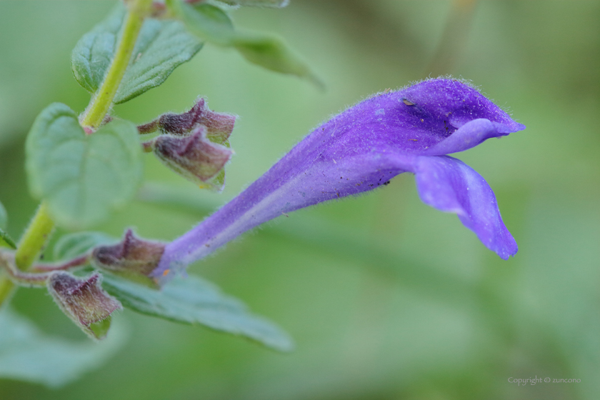 ナミキソウ花