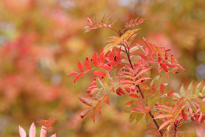 ナナカマド紅葉