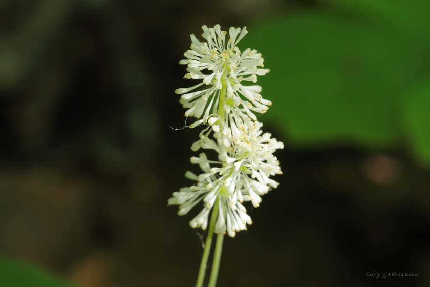 ナンブソウ花拡大