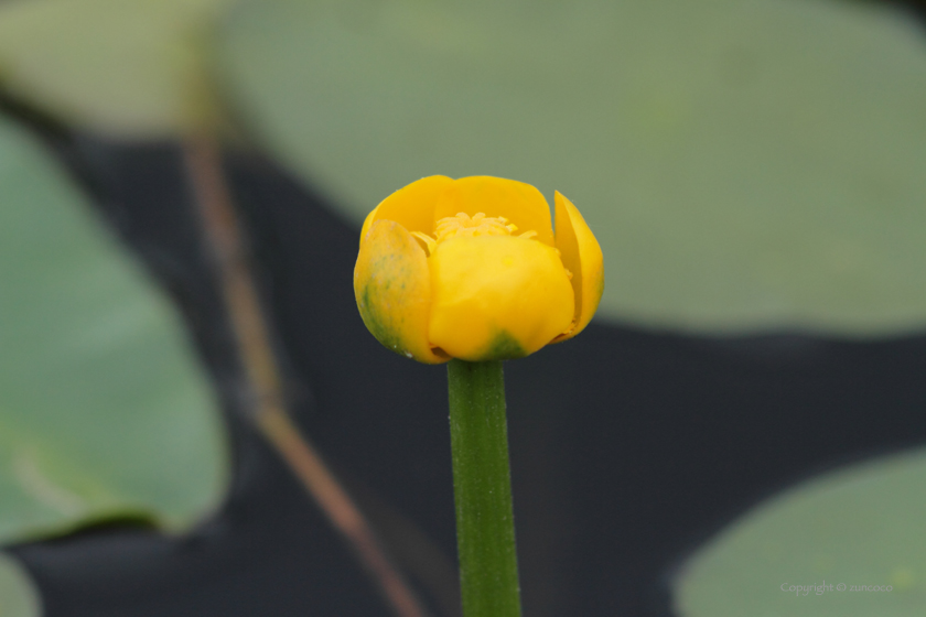 ネムロコウホネ花拡大