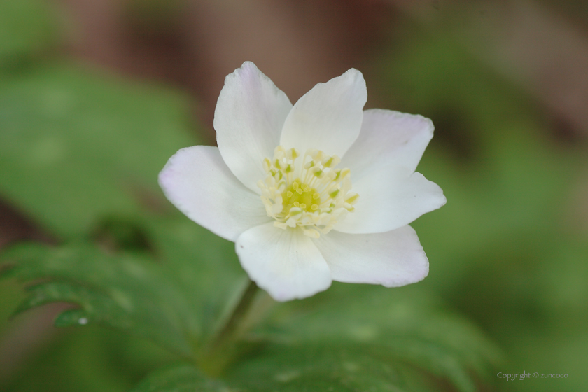 ニリンソウ花拡大