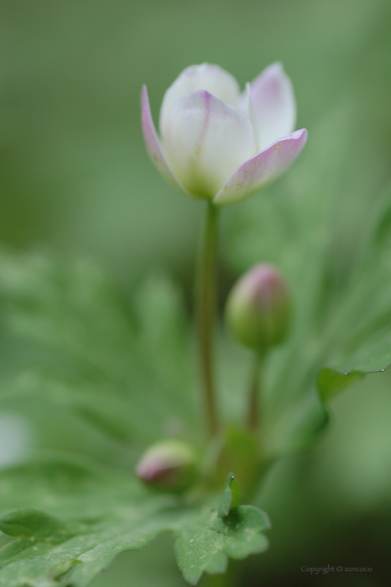 ニリンソウ花拡大