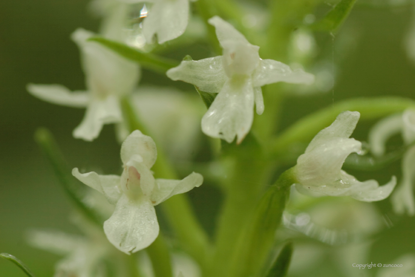 ノビネチドリ白花