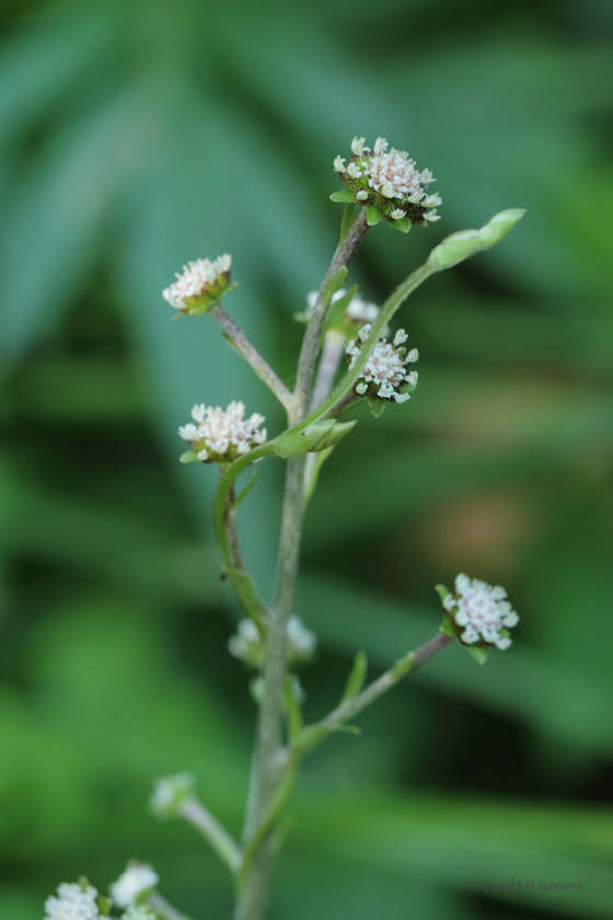 ノブキ花拡大