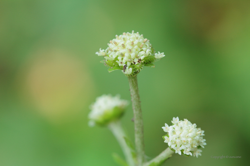 ノブキ花拡大