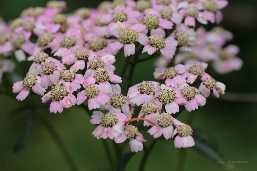 ノコギリソウ花拡大