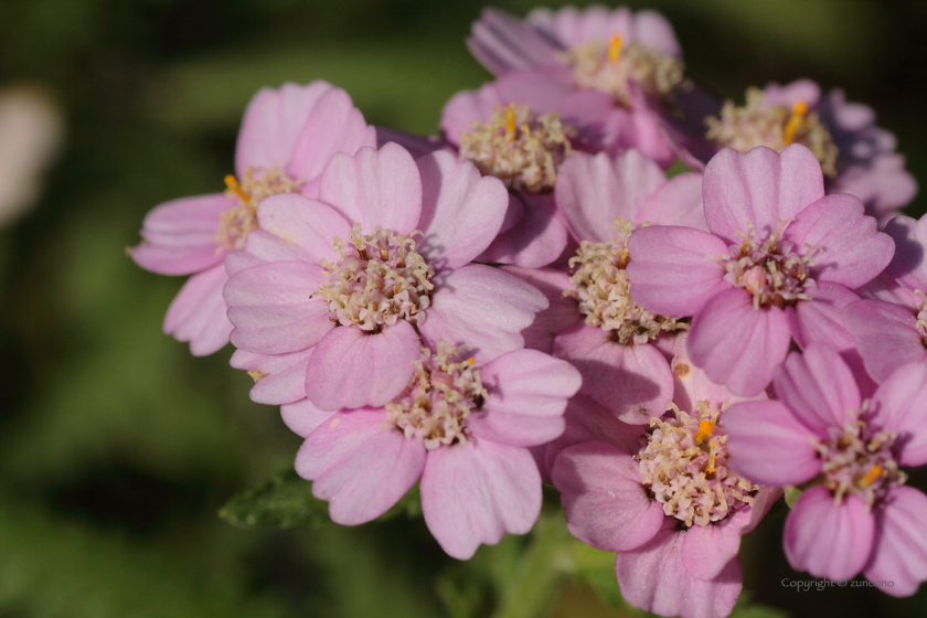 ノコギリソウ花拡大