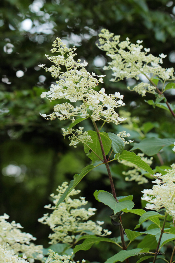 ノリウツギ花序