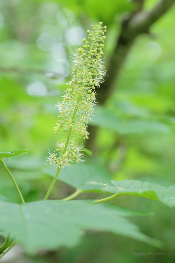 オガラバナ花序