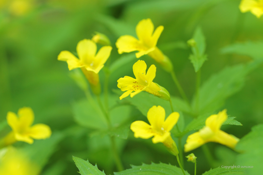 オオバミゾホオズキ花