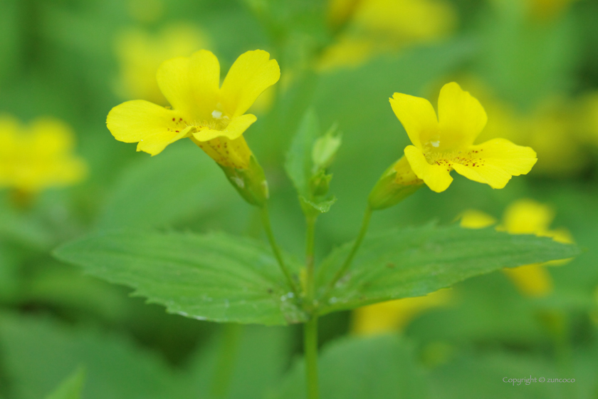 オオバミゾホオズキ花