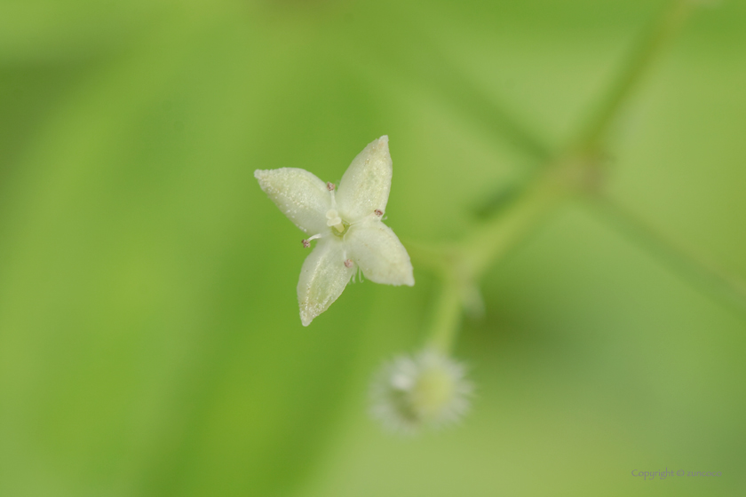 オオバノヨツバムグラ花