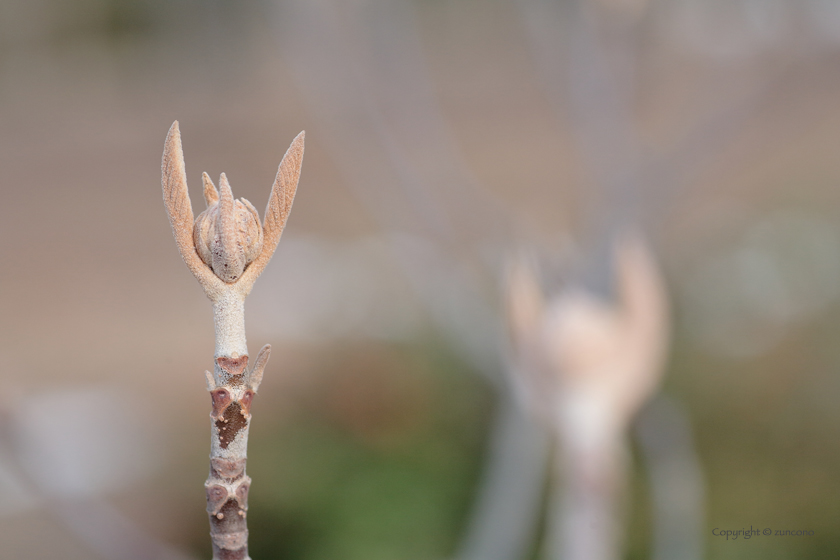 オオカメノキ冬芽