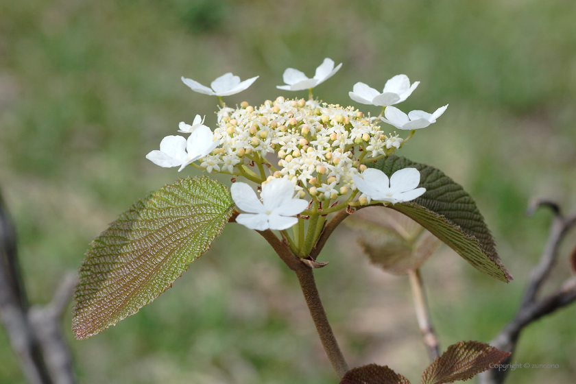 オオカメノキ花序