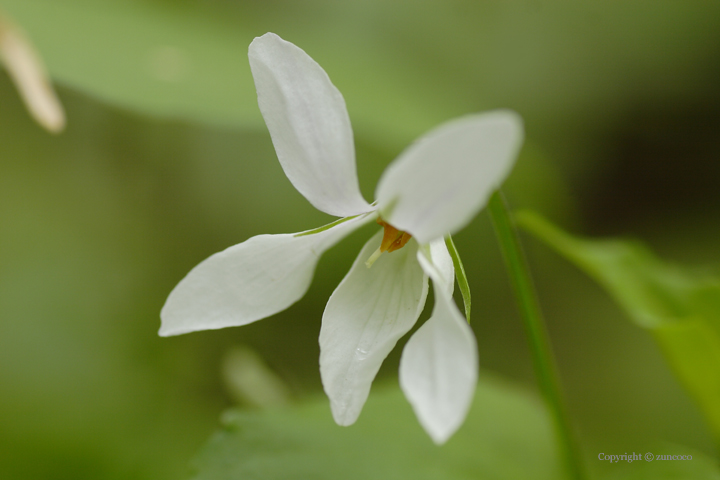 オオタチツボスミレ白花