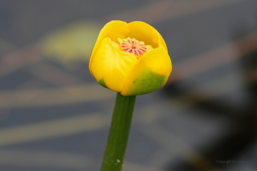 オゼコウホネ花拡大