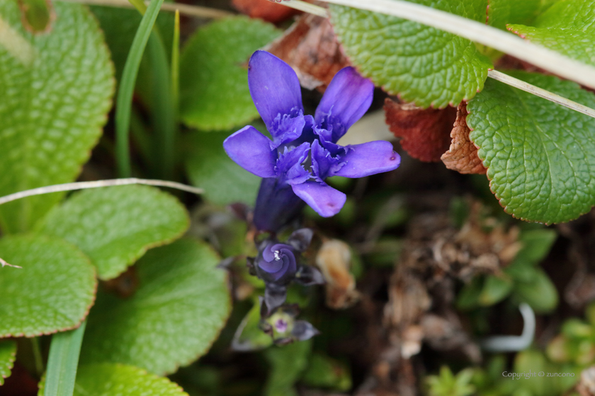 リシリリンドウ花拡大