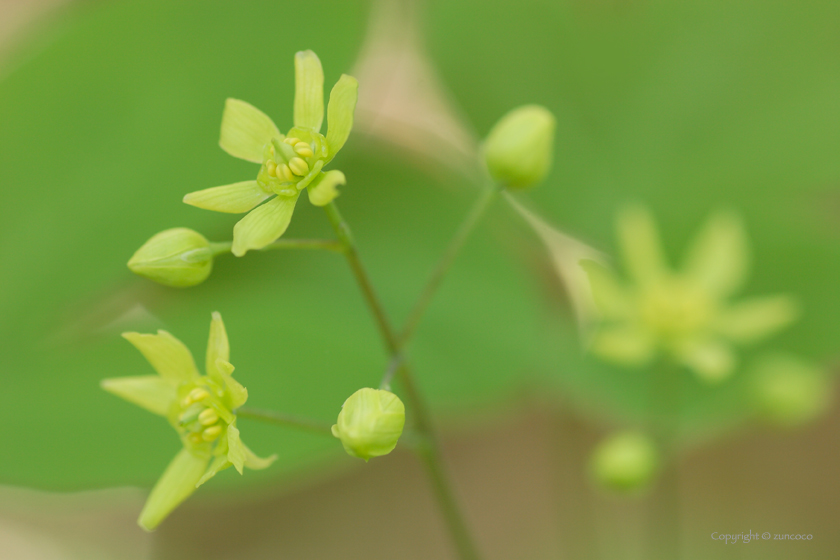 ルイヨウボタン花拡大