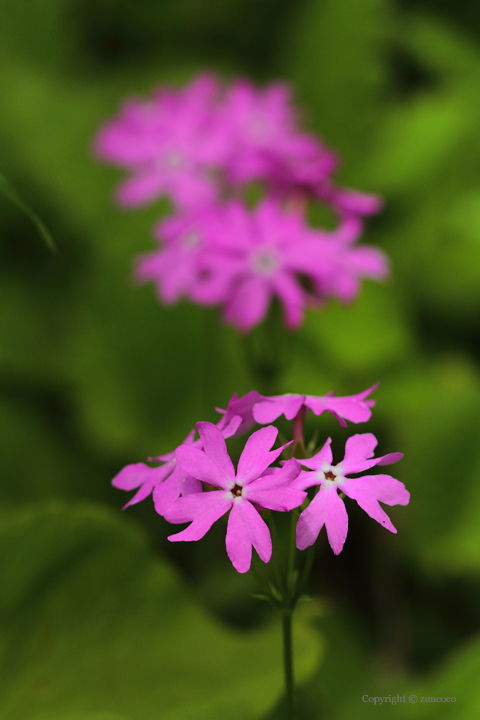 サクラソウ花拡大