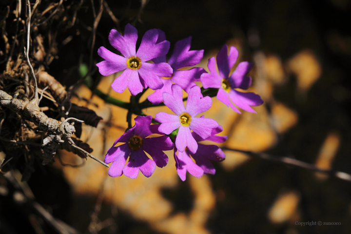 サマニユキワリ短花柱花