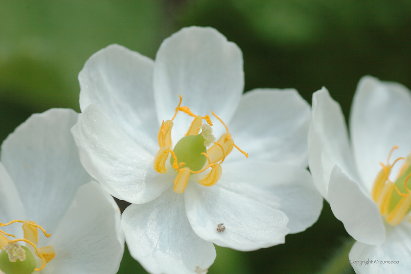 サンカヨウ花拡大