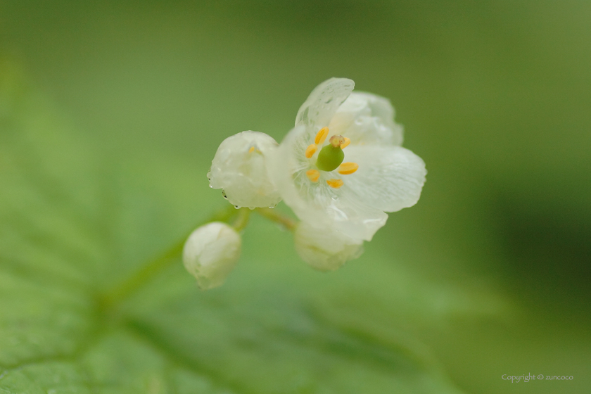 サンカヨウ花拡大