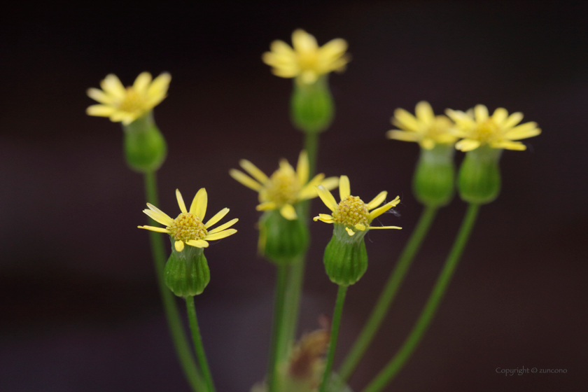 サワギク花拡大