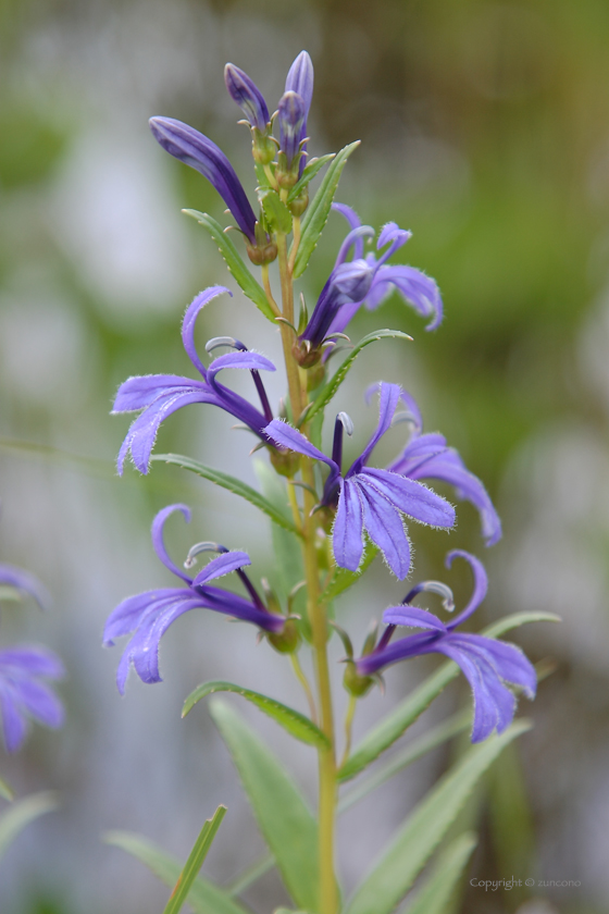 サワギキョウ花序