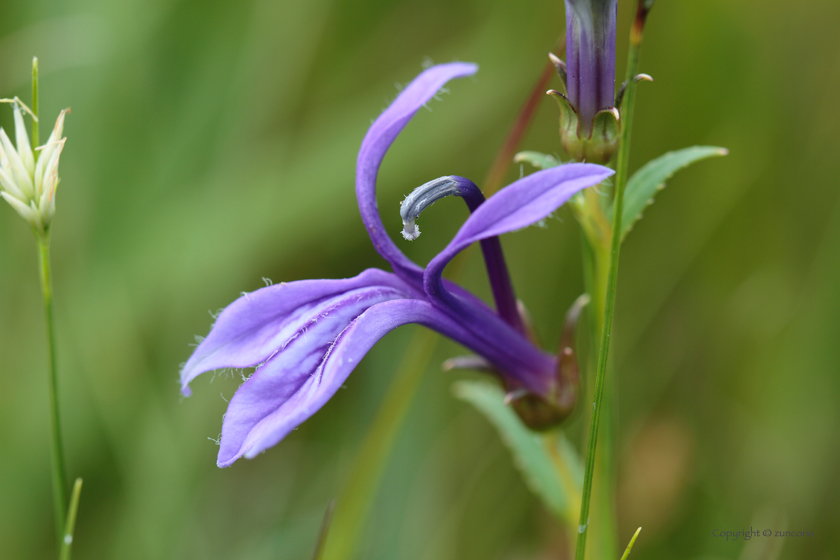 サワギキョウ花