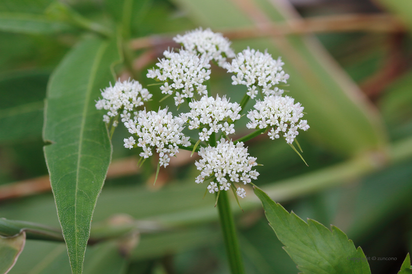 セリ花序