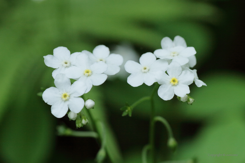 タチカメバソウ花