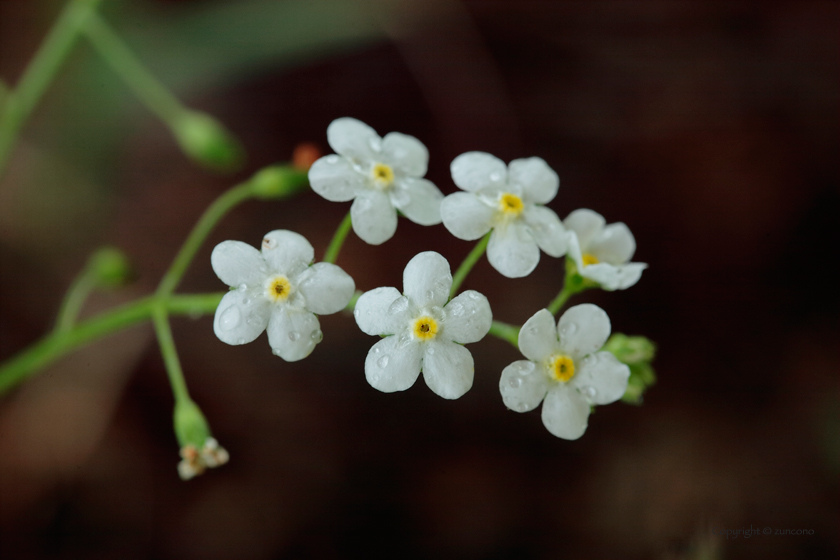 タチカメバソウ花