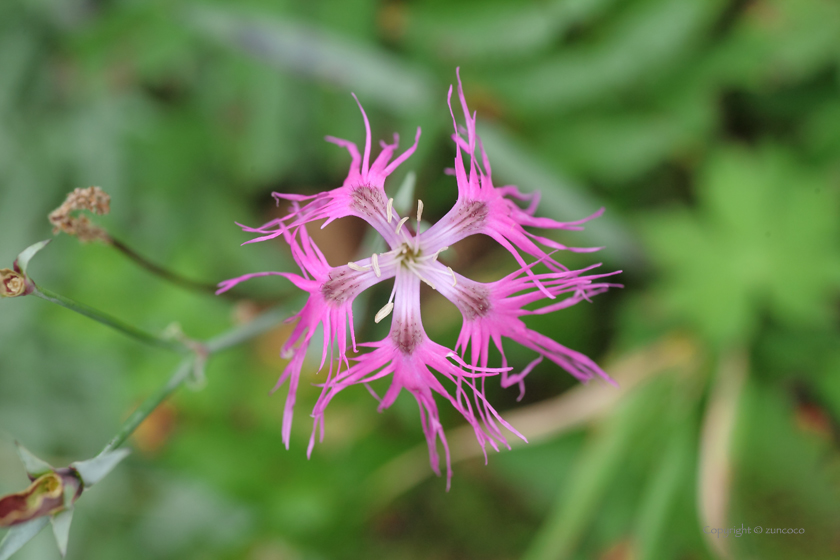 タカネナデシコ花拡大