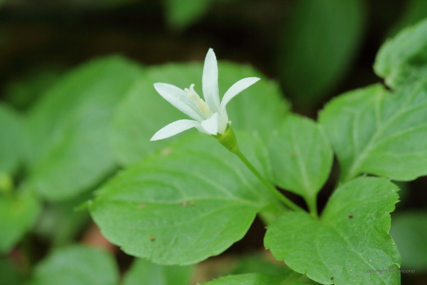 タニギキョウ花