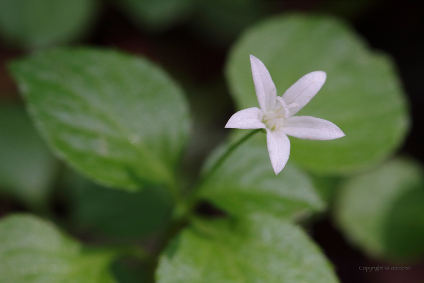 タニギキョウ花