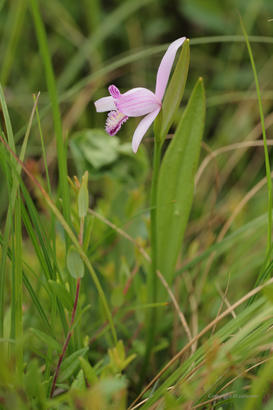 トキソウ全体像