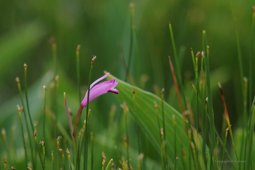 トキソウ蕾