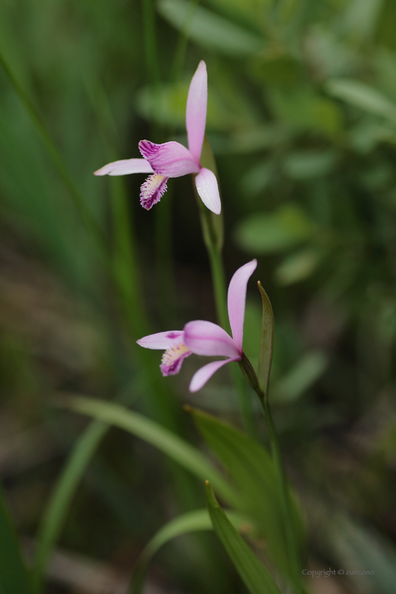 トキソウ近影