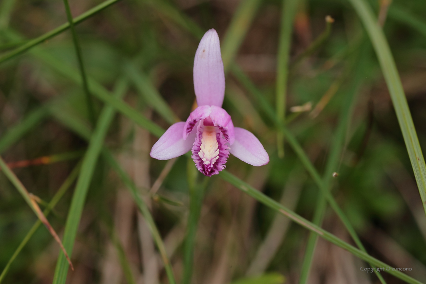 トキソウ花拡大